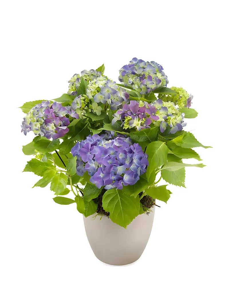 Speelse Hortensia's