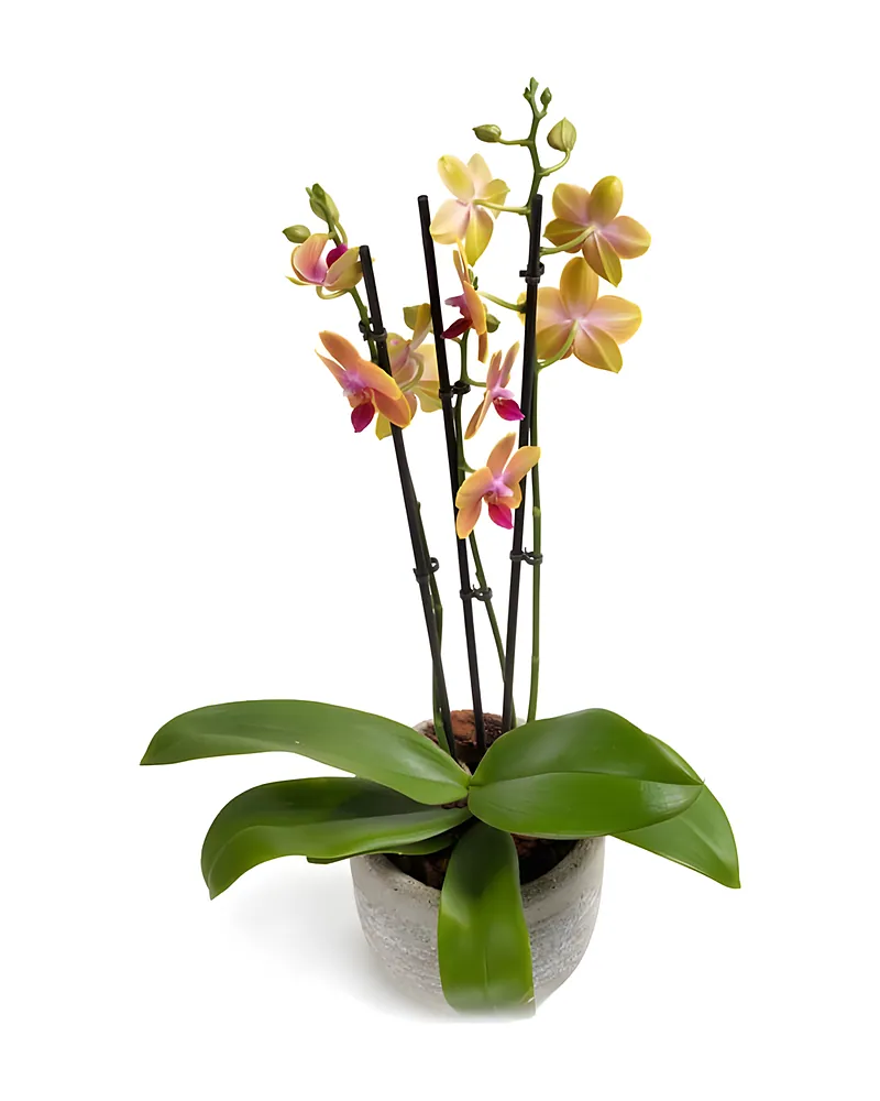 Lichtgetinte Phalaenopsis