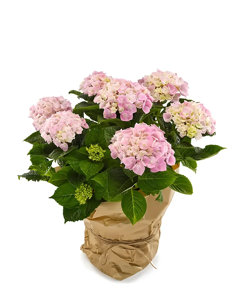 Lieve Hortensia