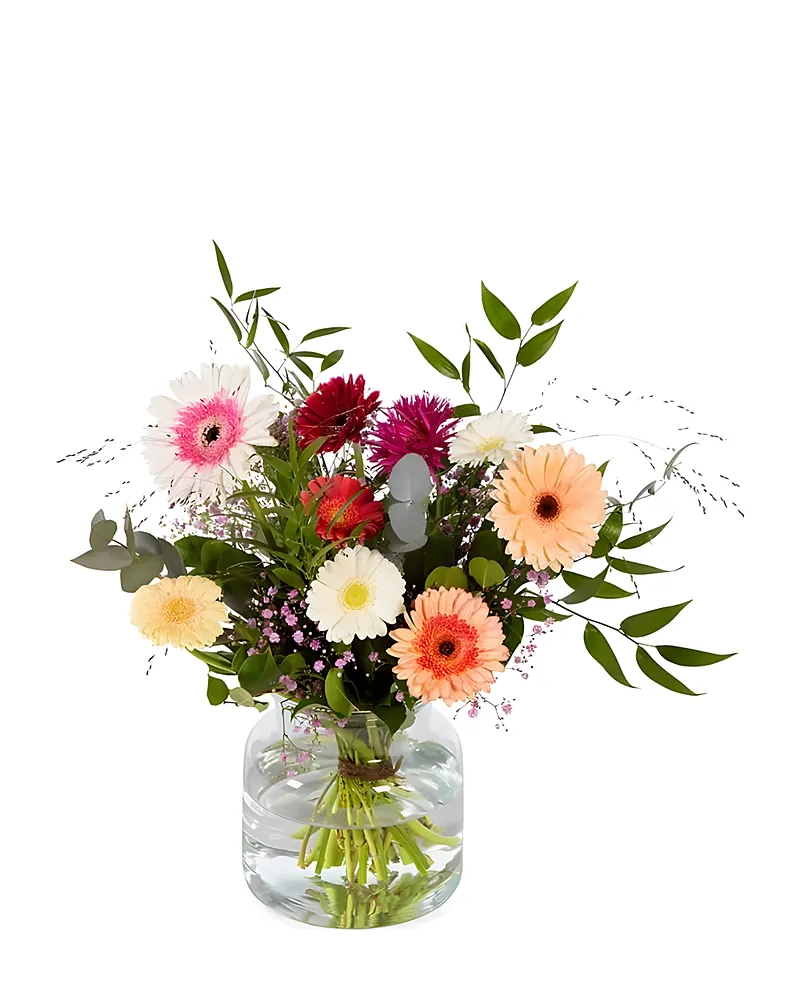 Triomfantelijke Gerbera