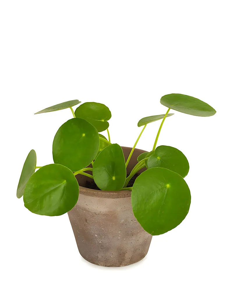 Pilea pannenkoekplant