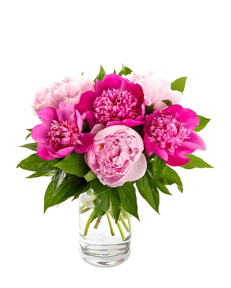 Roze Pioenrozen
