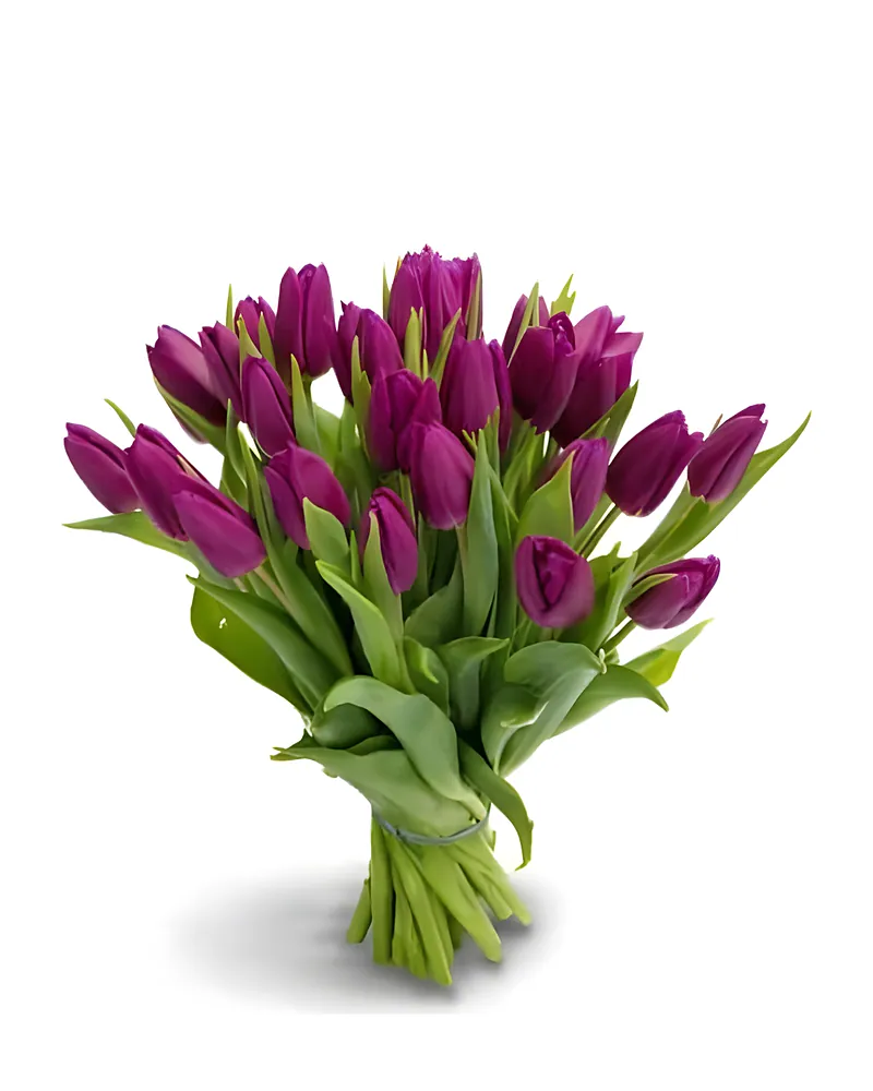 Paarse Tulpen