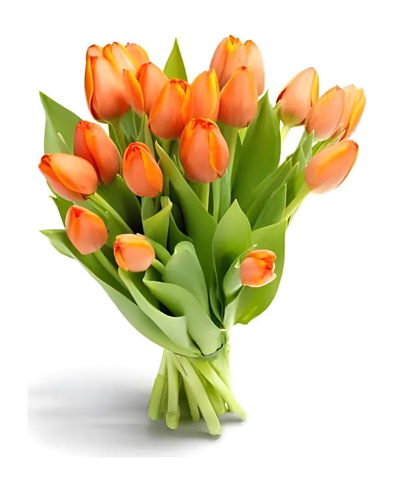 Oranje Tulpen