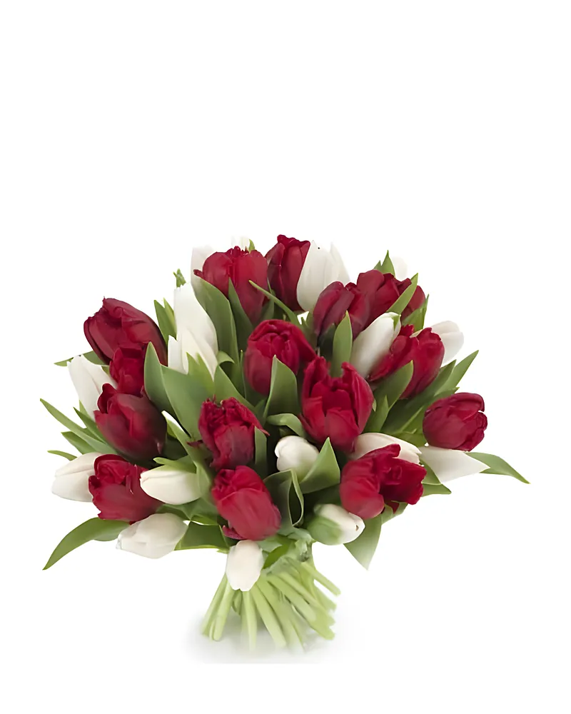 Witte en Rode Tulpen