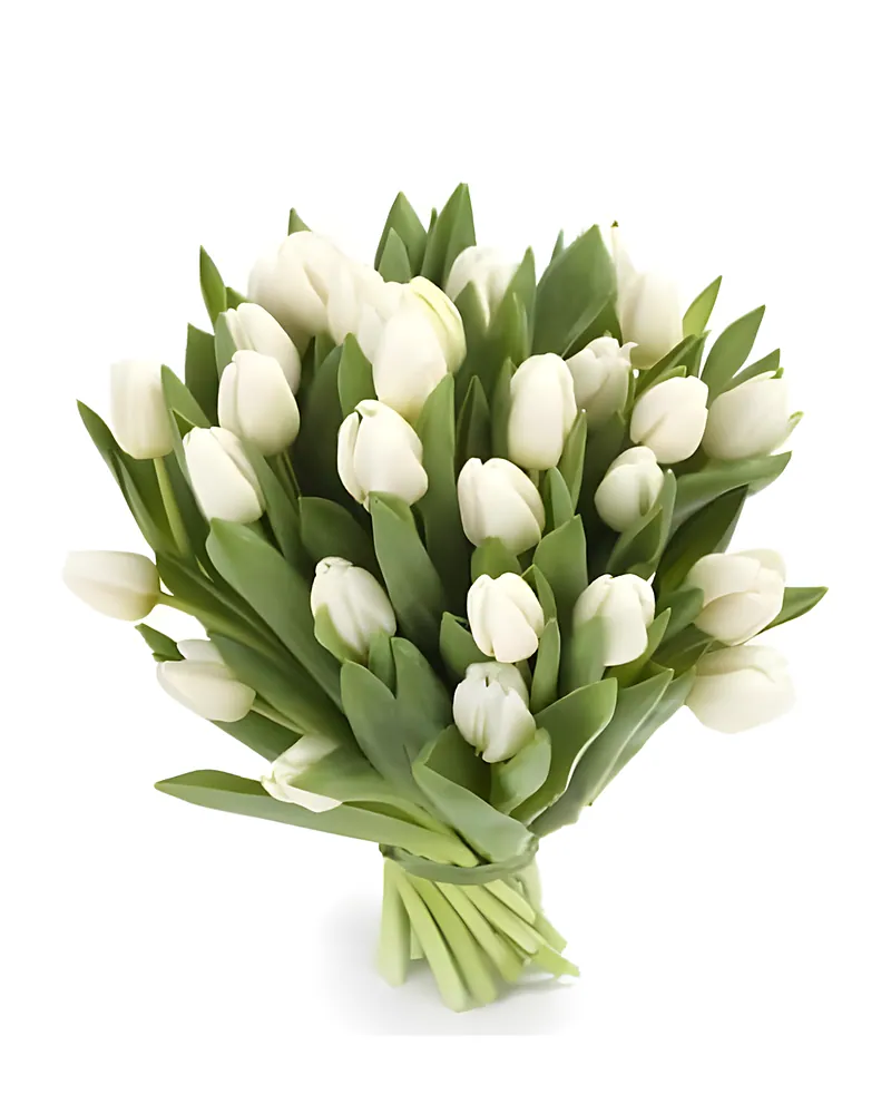 Witte Tulpen