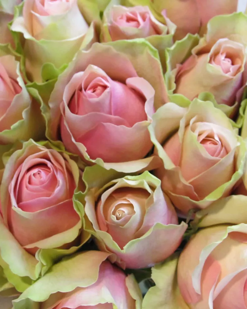 Roze Rozen